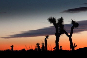 交错   来自Joshua tree 国家公园