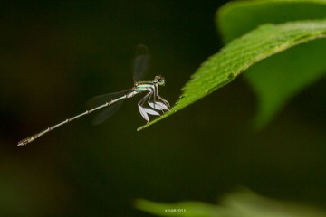 IMG_0246.jpg