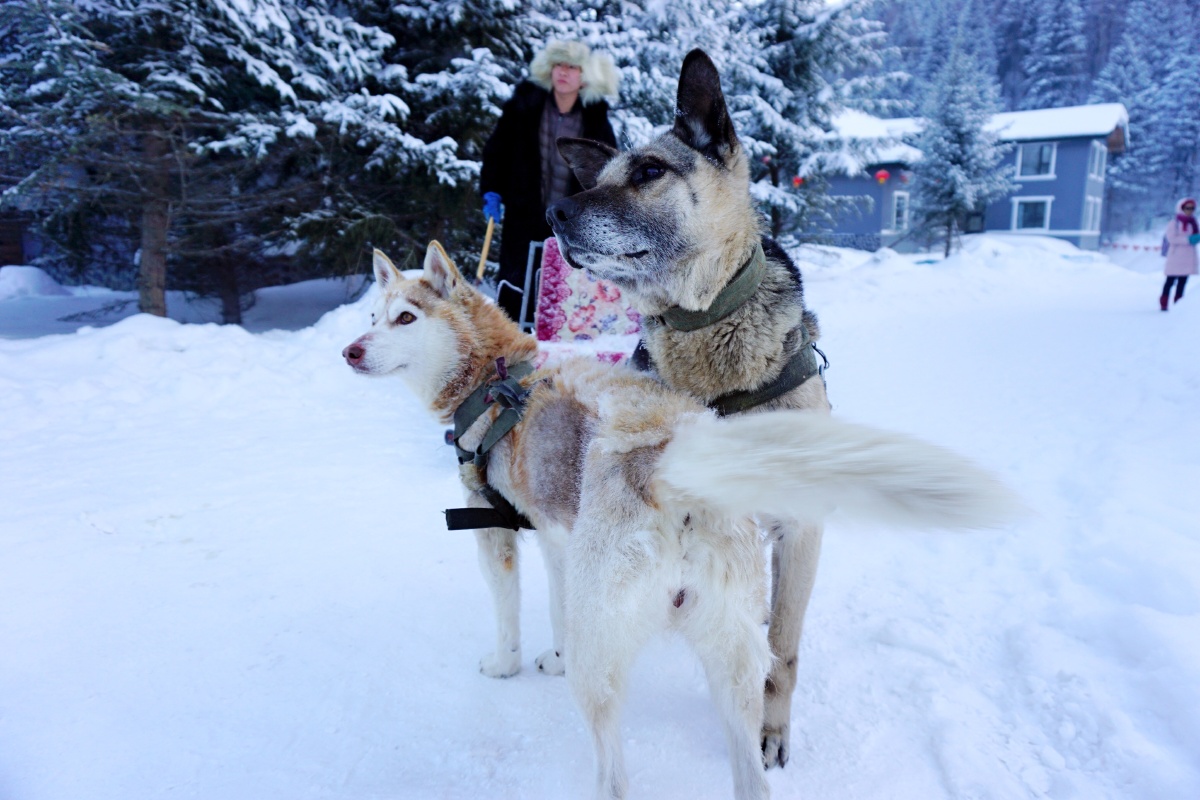 遇到又酷又帅的雪橇三傻