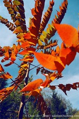 DSC00242a