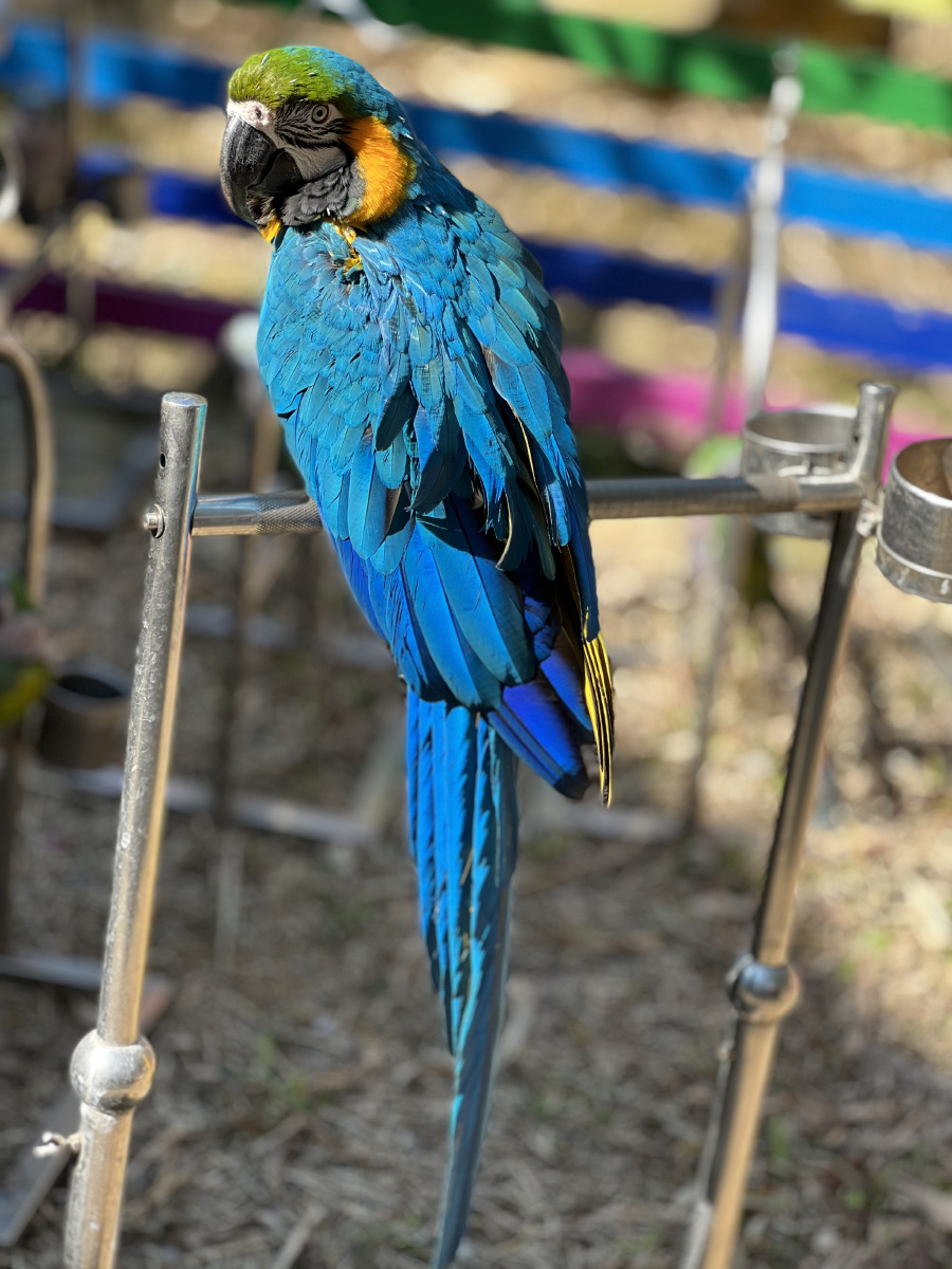 蓝宝石鹦鹉 - 兔子不吃胡萝卜zz - 图虫