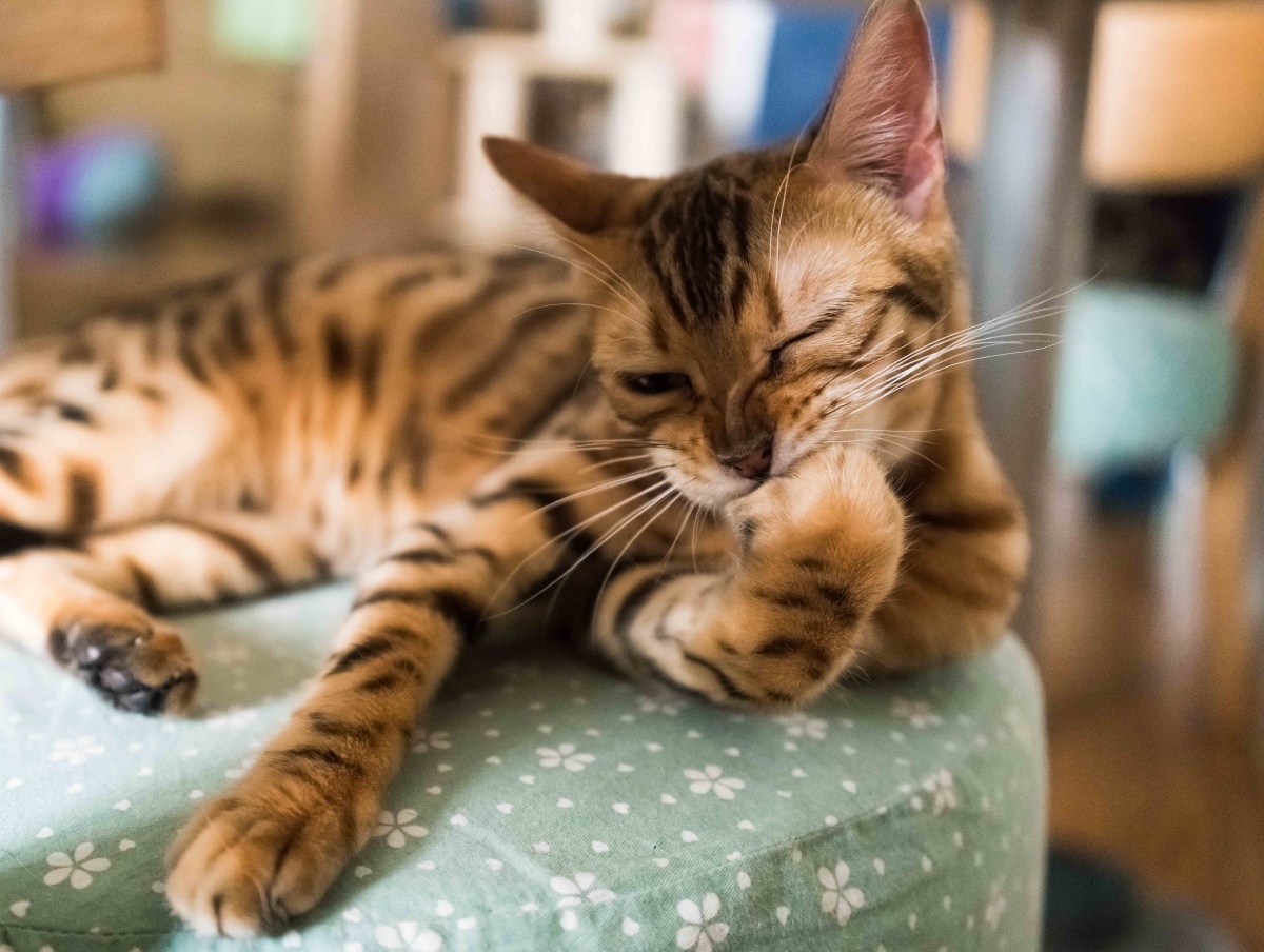 撸猫咖啡厅 - 陀螺夫斯基 - 图虫网 - 优质摄影师交流社区