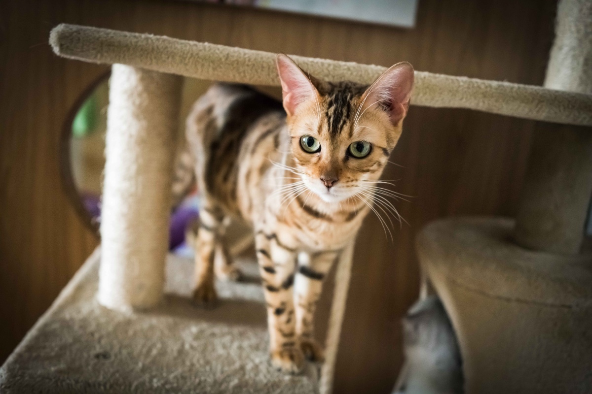 撸猫咖啡厅 - 陀螺夫斯基 - 图虫网 - 优质摄影师交流社区