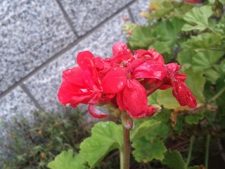 IMG_20120722_070007.jpg