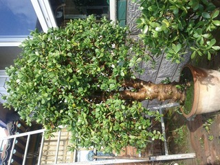 IMG_20120722_070036.jpg