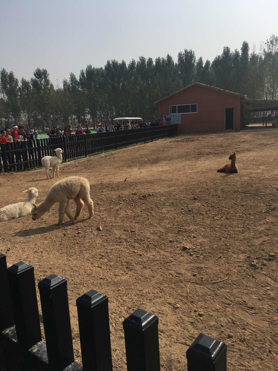 小毛驴养殖场