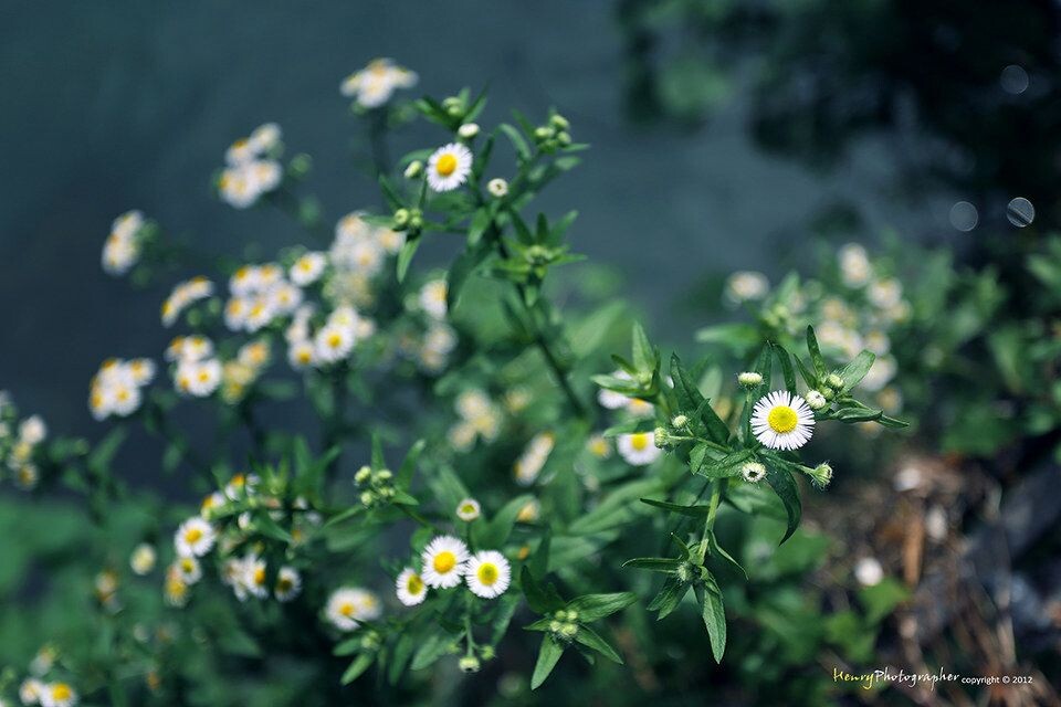 Daisy<br />
Grow in the rock tunnel, a special scenery in Phoenix.