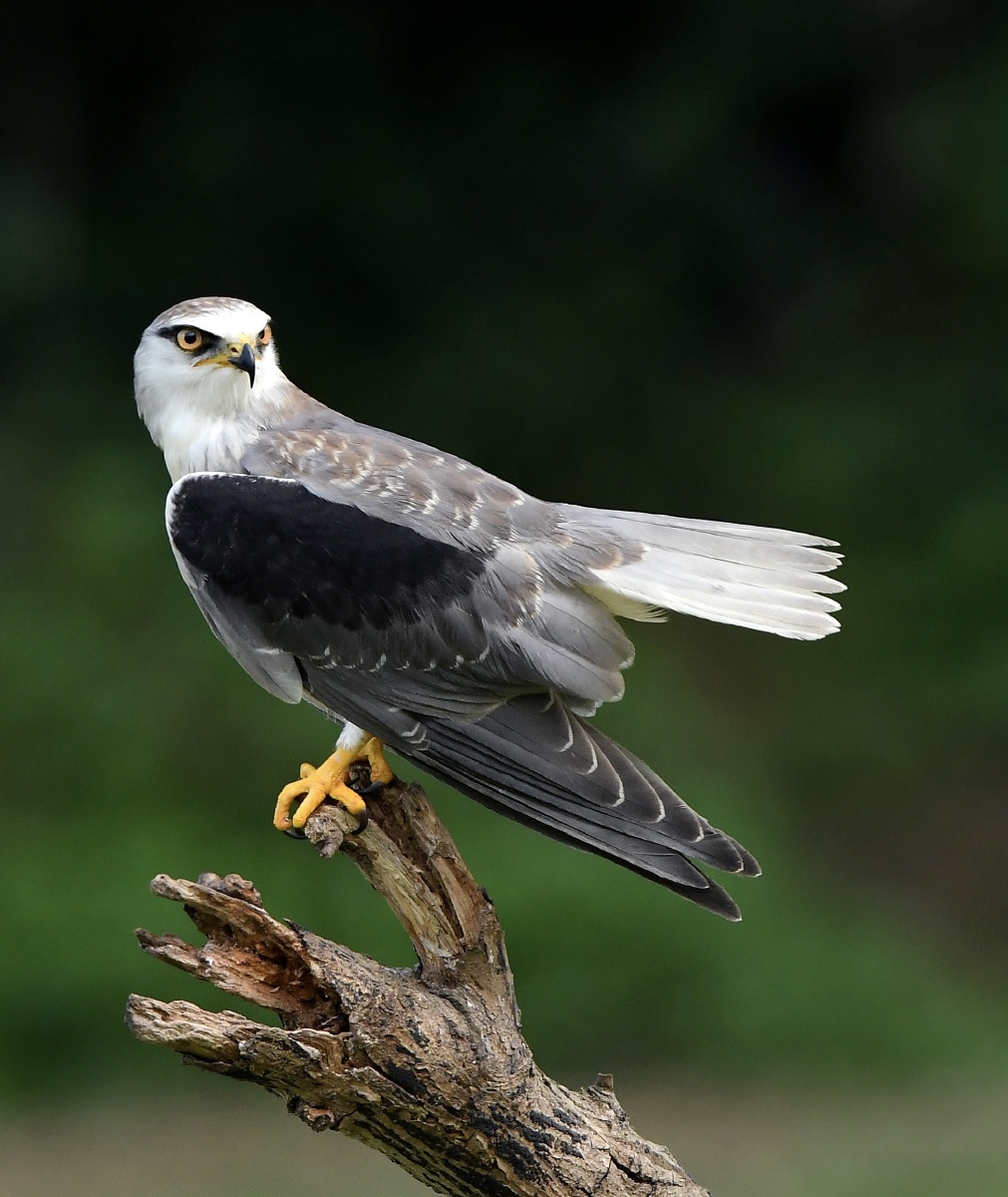 我帅吗中型猛禽黑翅鸢