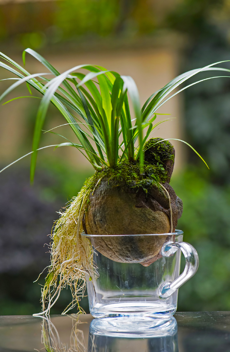 水草小溪间石菖蒲关注