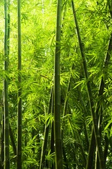 42063