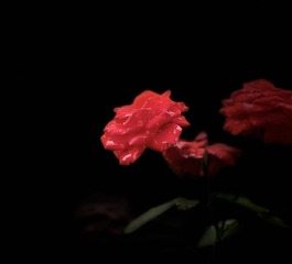 0D31760E-6666-4A17-8EA2-F70FD934AFBA/L0/001