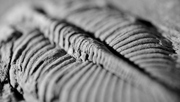 DSC_6331_A3_A1.JPG