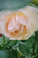 1AB9E759-5F70-4D08-966F-06FF732E88C7/L0/001