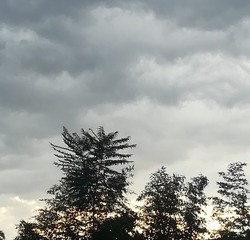 241