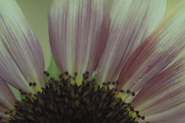 IMG_7978.jpg