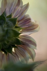 IMG_8000.jpg