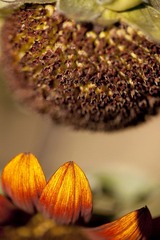 IMG_8029.jpg