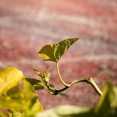 IMG_8046.jpg