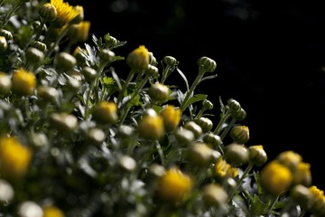 IMG_8115.jpg