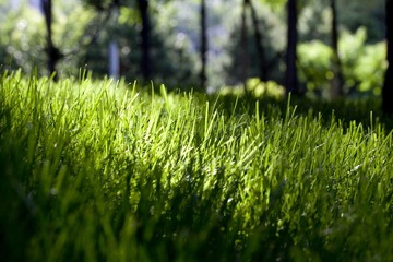 晨曲1