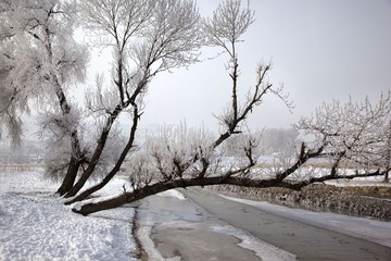 雪国5