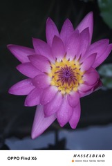 1000010736