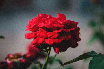 BF2BA8E8-42FF-4C81-8B04-E3832AF0A985/L0/001