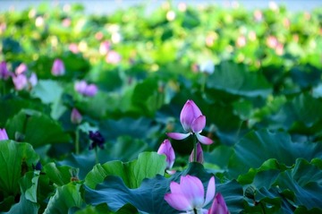 DSC_9465_调整大小.jpg