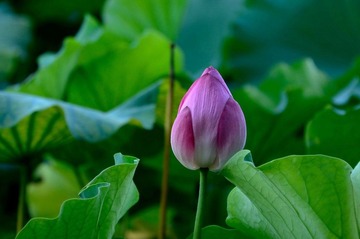 DSC_9469_调整大小.jpg