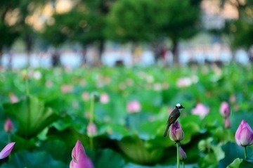 DSC_9500_调整大小.jpg