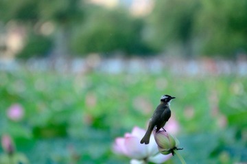 DSC_9506_调整大小.jpg
