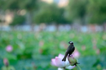 DSC_9507_调整大小.jpg