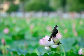 DSC_9508_调整大小.jpg