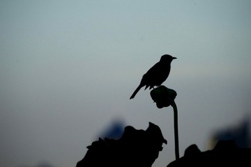 DSC_9603_调整大小.jpg