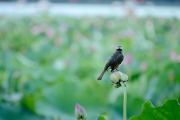 DSC_9522_调整大小.jpg