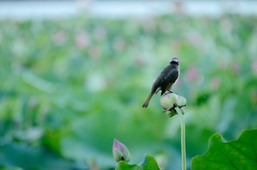 DSC_9527_调整大小.jpg
