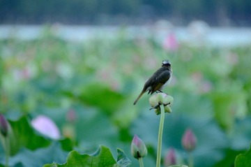 DSC_9531_调整大小.jpg