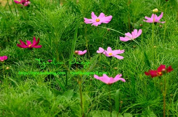 DSC_1934_调整大小