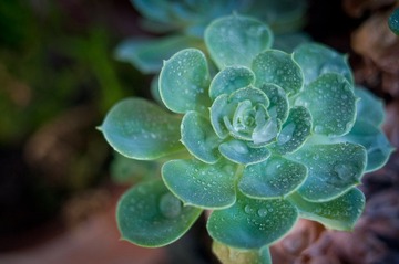 DSC_1038.jpg