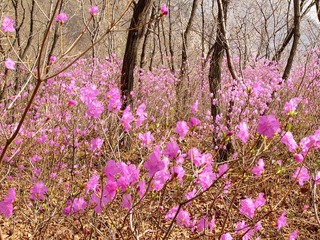 花儿.jpg