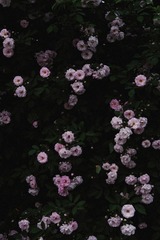 0ED8A374-7ECF-461F-B38C-D77F17DFC6BF/L0/001