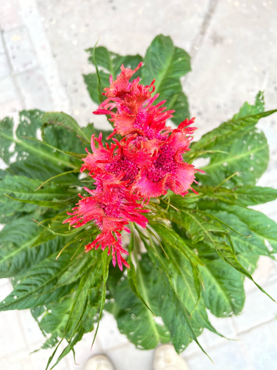 俯拍鸡冠花 - 遗笑忘川 - 图虫