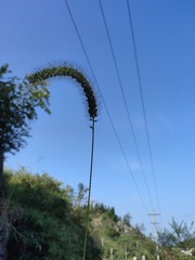 1000005556