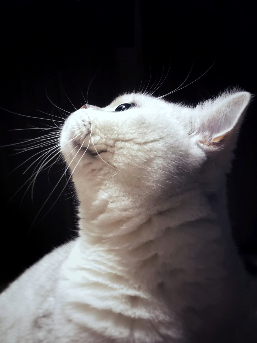 英短银渐层侧影