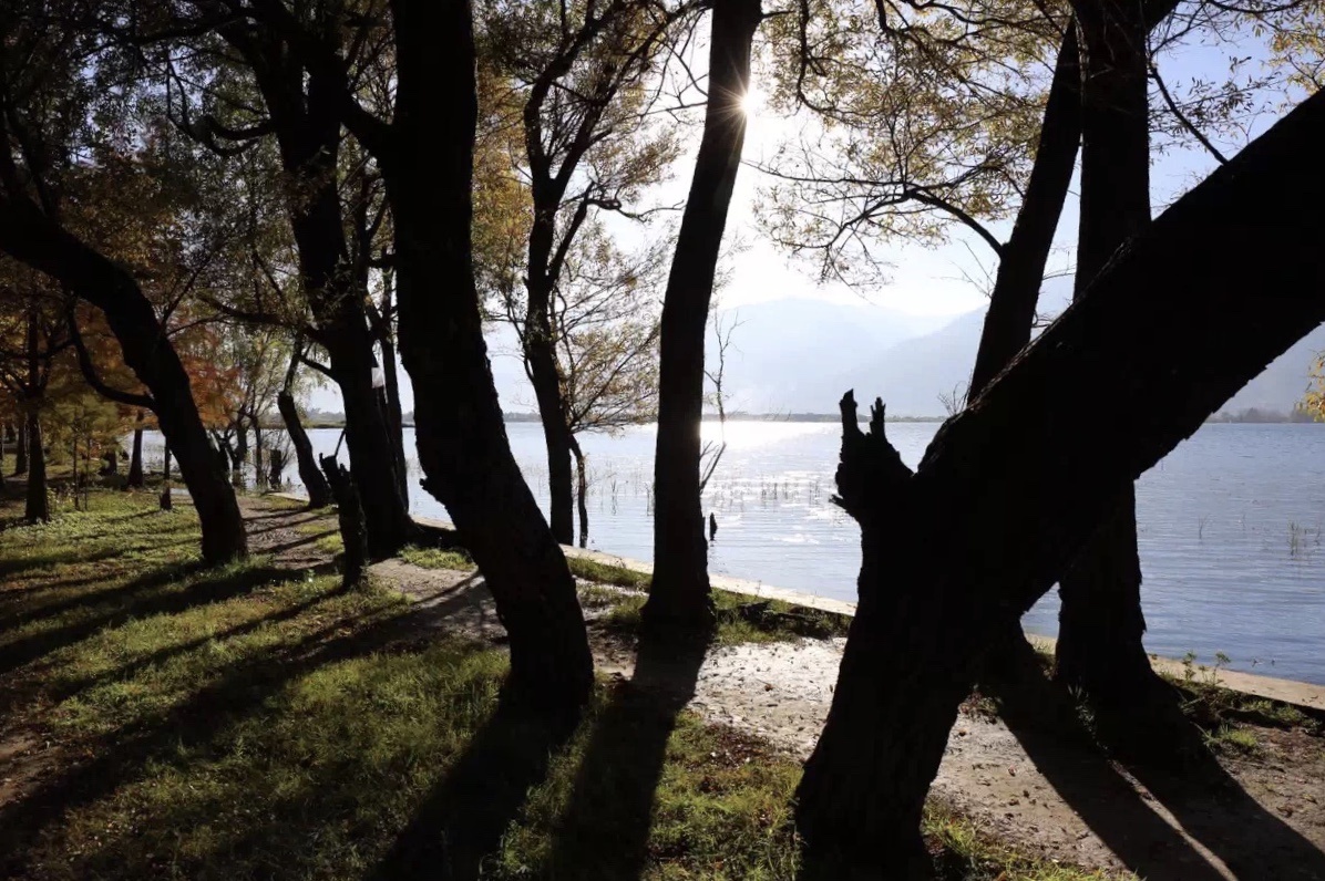 夕阳下,在大理海舌公园,树影投射在地面,仿佛生命在寻找土地