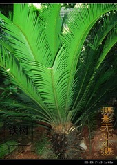 CIMG4299_conew1.jpg
