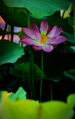 A285385B-81AD-4085-A361-828E07603928/L0/001