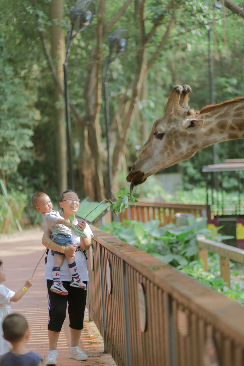 可爱的孩子们在投喂长颈鹿