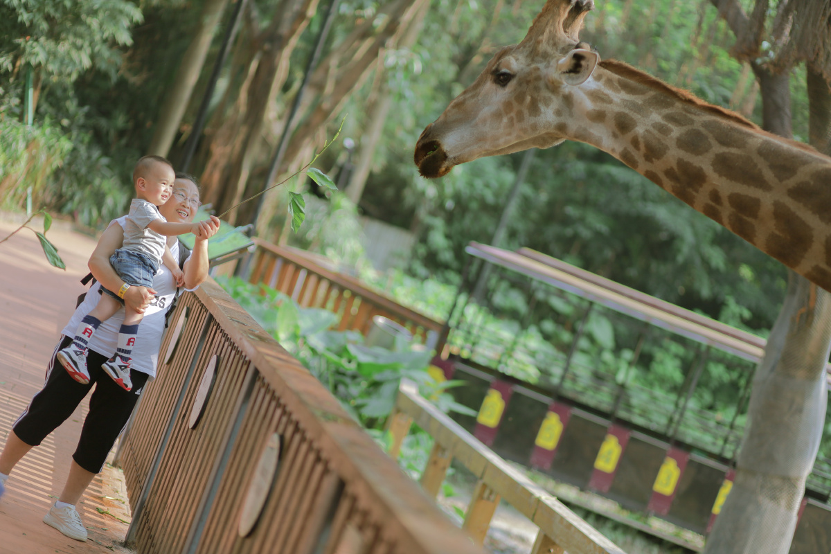 可爱的孩子们在投喂长颈鹿