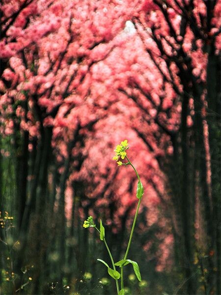 花开成海<br />
